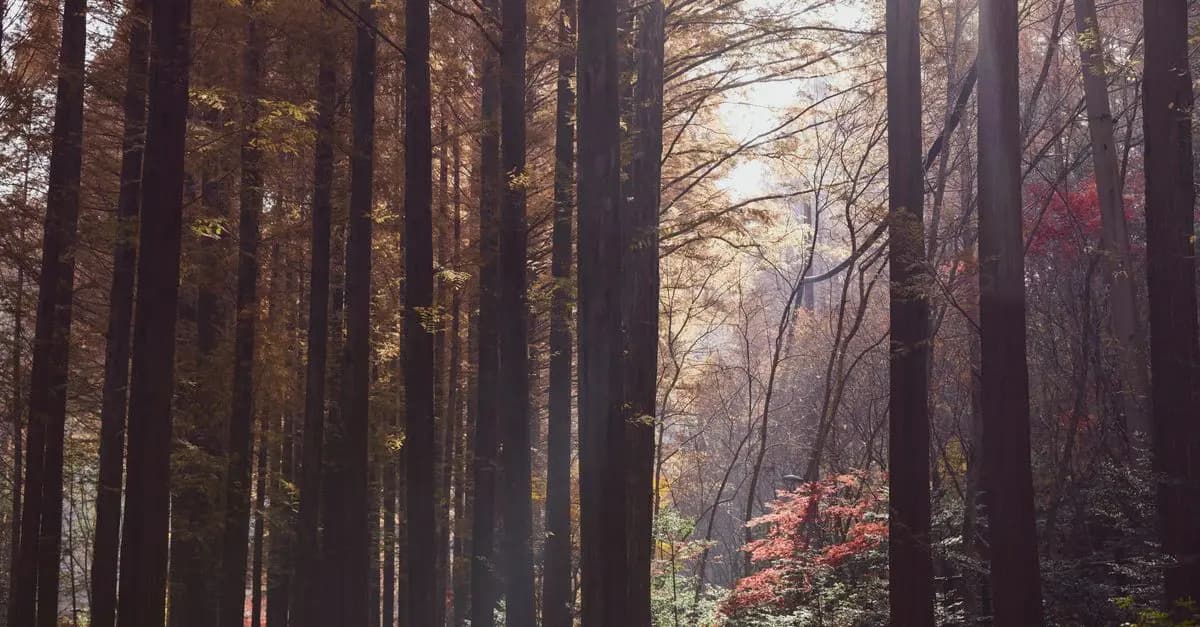 Les Méthodes Innovantes pour Pratiquer le Bain de Forêt