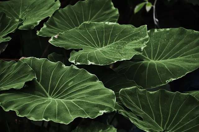 Les Bienfaits Inattendus du Jardinage Zen