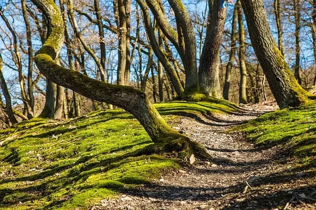 Comment Pratiquer la Méditation en Marchant pour se Détendre