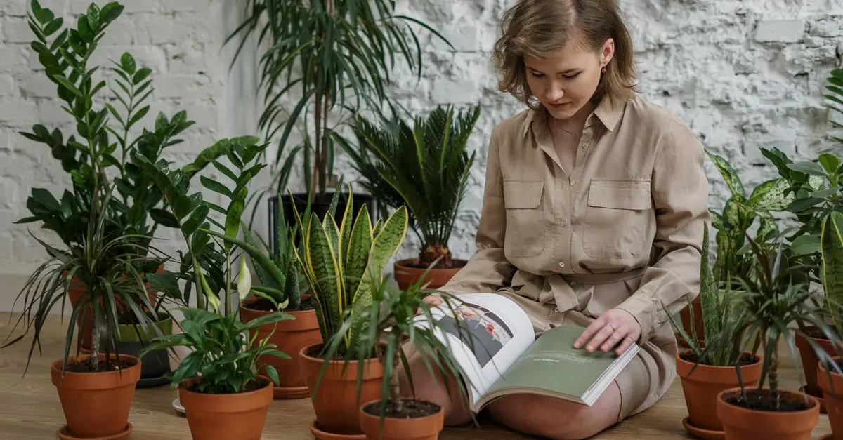 Quelles Plantes d'Intérieur Favorisent la Zen Attitude ?