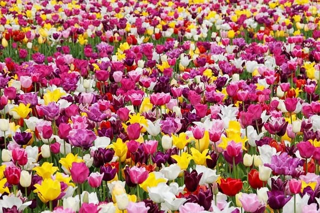 Les Bienfaits du Jardinage Zen pour Apaiser l'Esprit