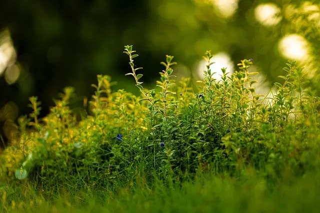 Les Bienfaits Inattendus de la Méditation en Plein Air