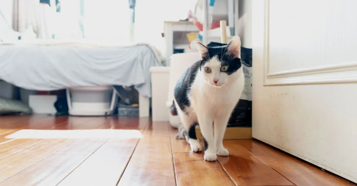 Les Animaux de Compagnie Zen : Un Bon Choix ?