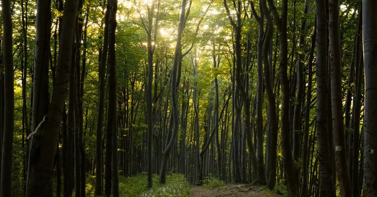 Les Bienfaits de l'Hiking Zen pour le Bien-être Mental