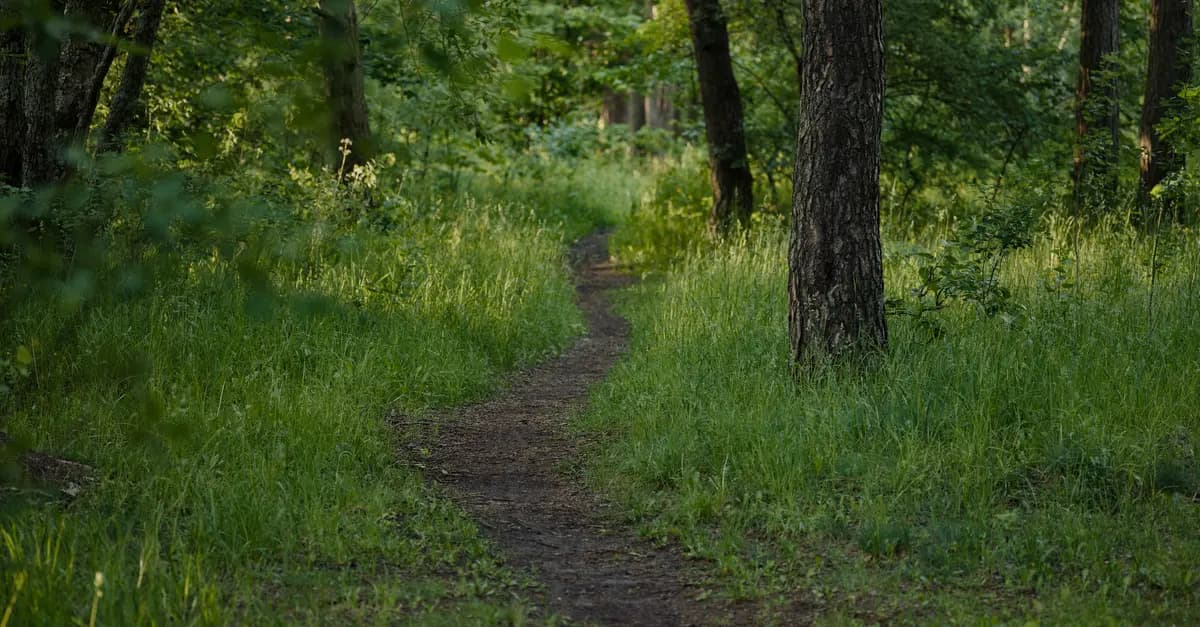 5 Activités Zen à Pratiquer en Plein Air