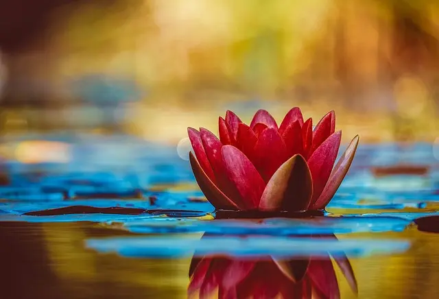 Comment Intégrer des Activités Zen dans Votre Quotidien
