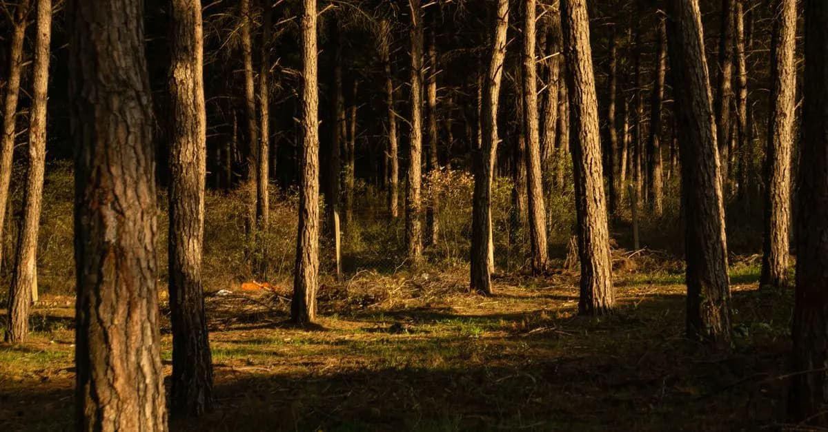 Comment Pratiquer la Méditation en Plein Air Pour Se Ressourcer