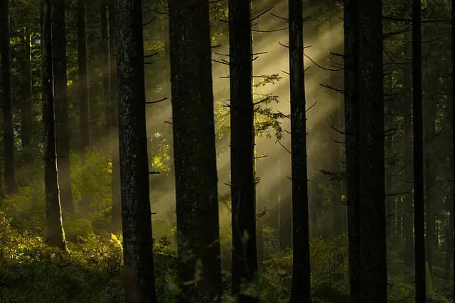 Comment Pratiquer le Bain de Forêt pour Évacuer le Stress