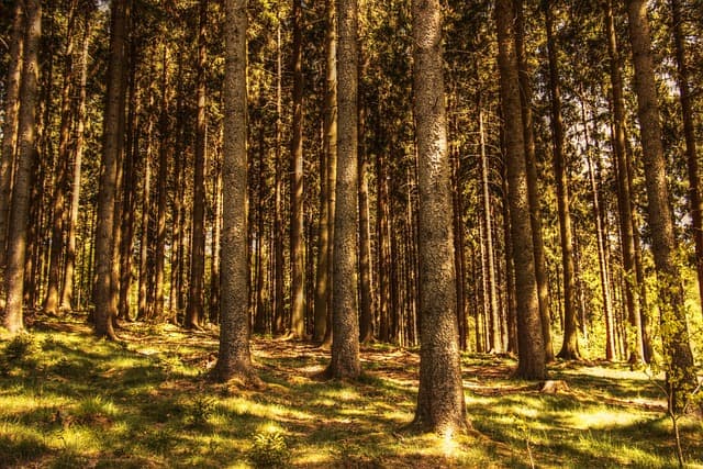 Méditation en Nature : 5 Étapes pour Allier Détente et Plein Air
