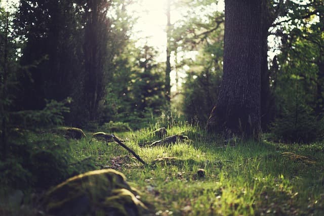Les Méthodes Innovantes pour Pratiquer le Bain de Forêt