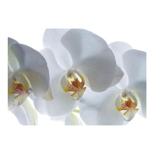 AG ART White orchid, photo murale, 180x127 cm, 1 part